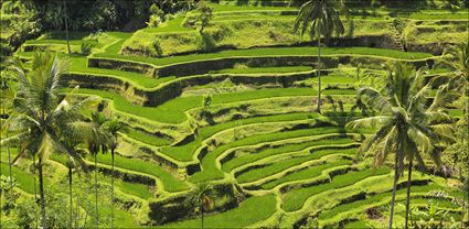 Rice Terraces - Bali T (PBH4 00 16570)